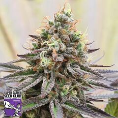 Gorilla Super Glue, Фасовка: 5